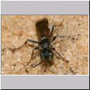 Alysson spinosus - Grabwespe w06 8mm.jpg